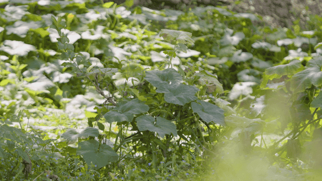 Lush green plants in a sunlit forest