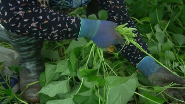 Farmer harvesting lush, green sweet potato stem