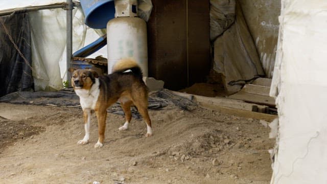 Brown dog on a leash barking in a rural area