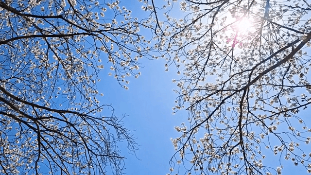 맑은 하늘 아래 벚꽃