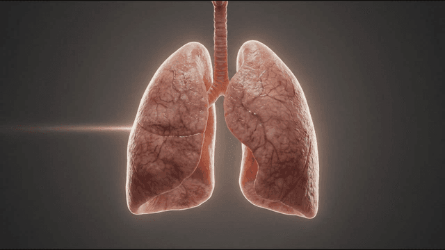 Detailed view of human lung model