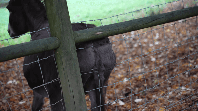 Donkey behind wooden fence