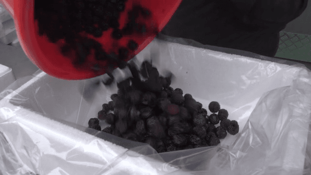 Black raspberries being poured into a container