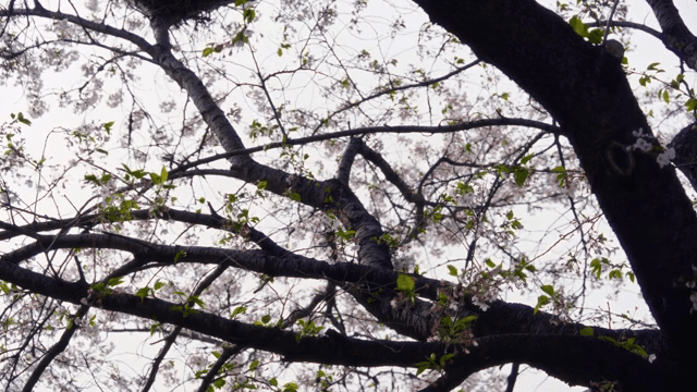 Cherry blossom branches in full bloom