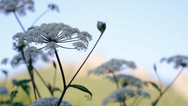 Flowers with rocky mountains in the background on a clear day