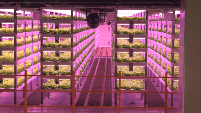 Vertical farming with LED lighting
